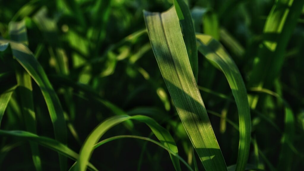 a close up of a green plant with a blurry background